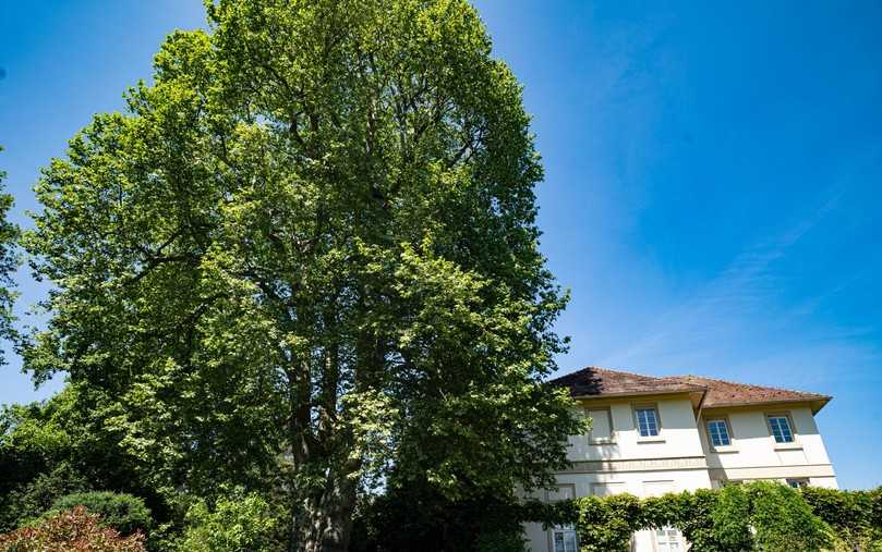 Die Hohenheimer Platane steht direkt neben dem Spielhaus im Exotischen Garten der Uni Hohenheim. | Foto: Universität Hohenheim Die Hohenheimer Platane steht direkt neben dem Spielhaus im Exotischen Garten der Uni Hohenheim. | Foto: Universität Hohenheim