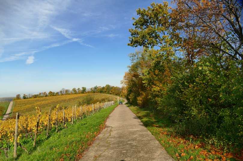 Gehölzstruktur an einem regelmäßig gemähten Wirtschaftsweg. Die räumliche Situation eignet sich für die Anwendung von Mulchauflagen aus Mähgut an der Hecke. | Foto: Dittmer/LWG Gehölzstruktur an einem regelmäßig gemähten Wirtschaftsweg. Die räumliche Situation eignet sich für die Anwendung von Mulchauflagen aus Mähgut an der Hecke. | Foto: Dittmer/LWG