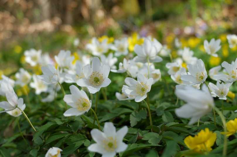 Im neuen Piko-Park in Berlin-Reinickendorf wurden unter anderem Buschwindröschen gepflanzt. Die Frühjahrsblüher bieten Wildbienen schon früh im Jahr Nahrung. | Foto: Stiftung für Mensch und Umwelt/Müller Im neuen Piko-Park in Berlin-Reinickendorf wurden unter anderem Buschwindröschen gepflanzt. Die Frühjahrsblüher bieten Wildbienen schon früh im Jahr Nahrung. | Foto: Stiftung für Mensch und Umwelt/Müller