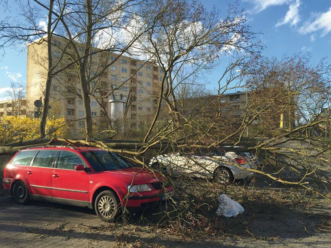 Das „Hamburger Modell“: Wie der Baumschutz auf Baustellen laufen kann Das „Hamburger Modell“: Wie der Baumschutz auf Baustellen laufen kann