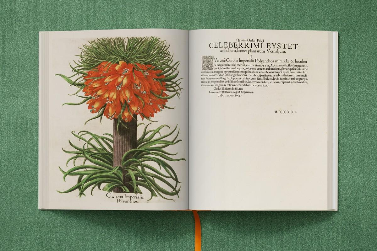 Rosafarbene Stockrose mit gefüllten Blüten, Weiß blühende Stockrose mit gefüllten Blüten | Foto: TASCHEN / Bibliothek des Bischöflichen Seminars Eichstätt/Universitätsbibliothek