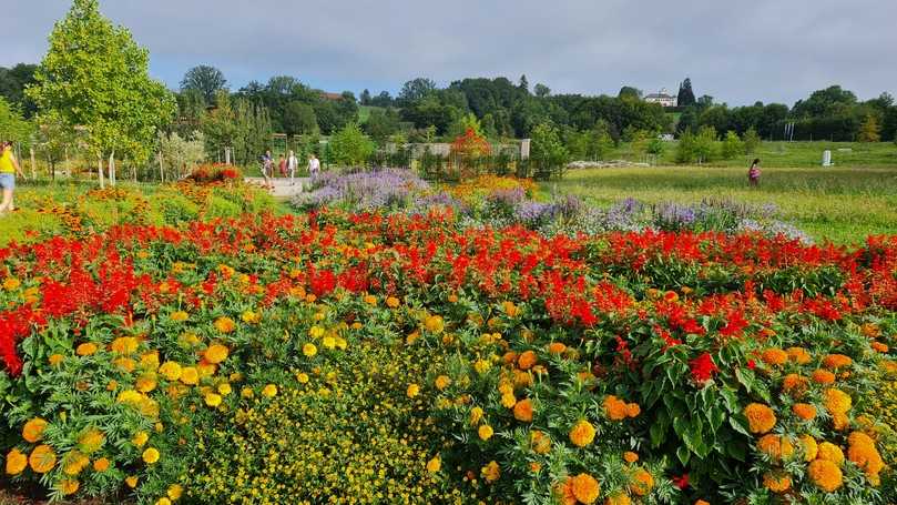 Die Landesgartenschau Wangen im Allgäu 2024 ist jetzt Geschichte. | Foto: Landesgartenschau Wangen Die Landesgartenschau Wangen im Allgäu 2024 ist jetzt Geschichte. | Foto: Landesgartenschau Wangen